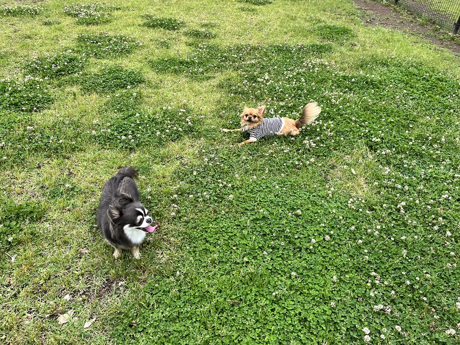 マロとマメ
