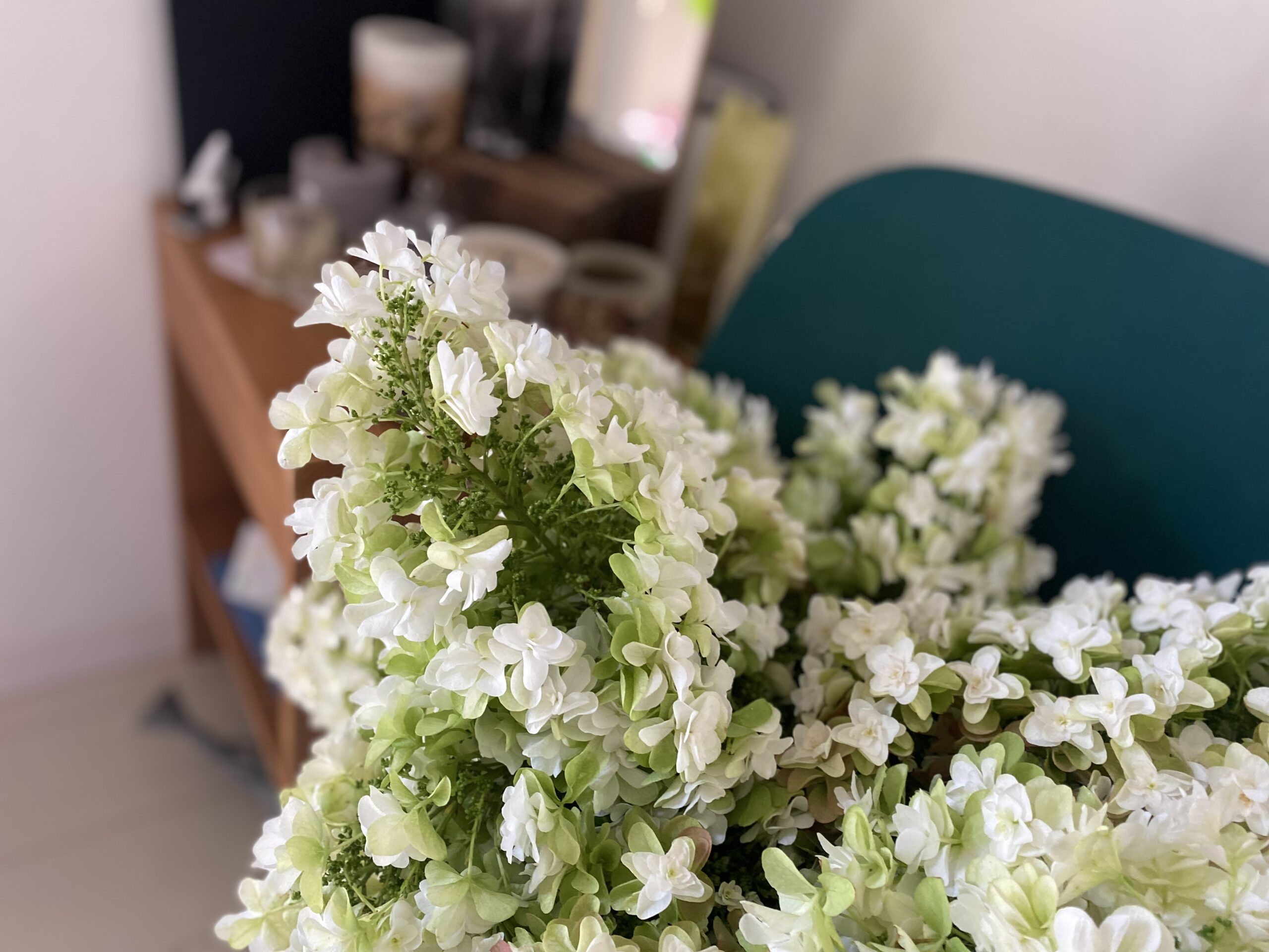 柏葉紫陽花